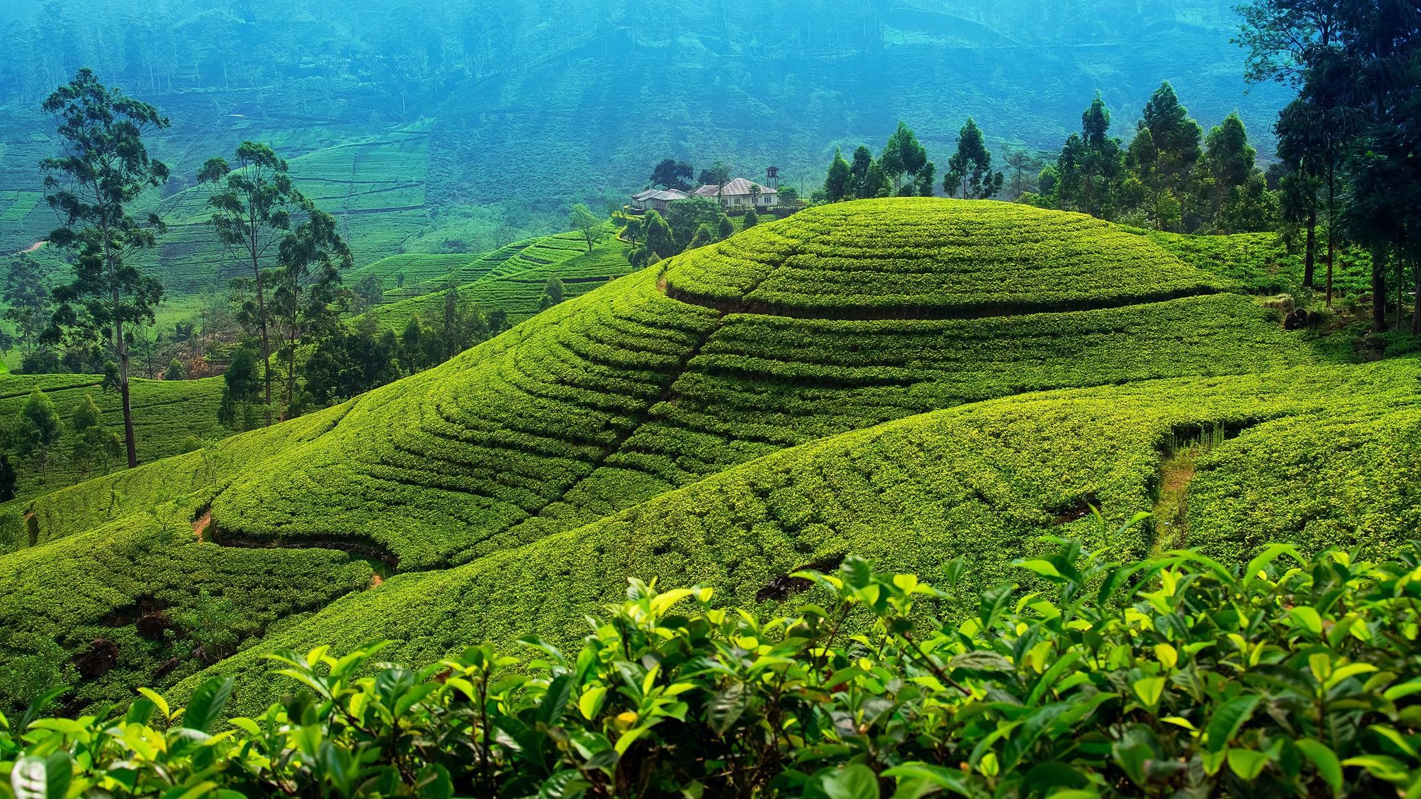 Nuwara Eliya