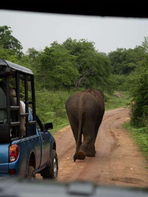 🐘 Elephants of Sri Lanka 15 Days