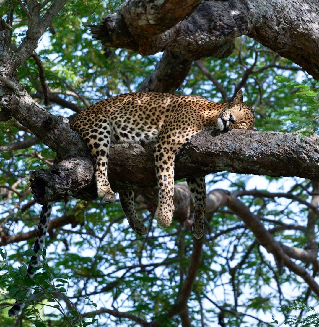 Day 06: Transfer to Udawalawe via Yala National Park (5:00 AM Departure)