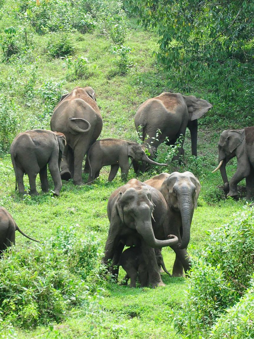 Day 19: Anuradhapura to Wilpattu National Park – Wildlife Safari & Scenic Journey