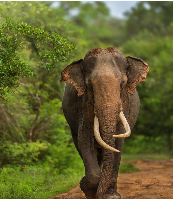 Day 11: Full-Day Safari in Yala National Park & Transfer to Udawalawe