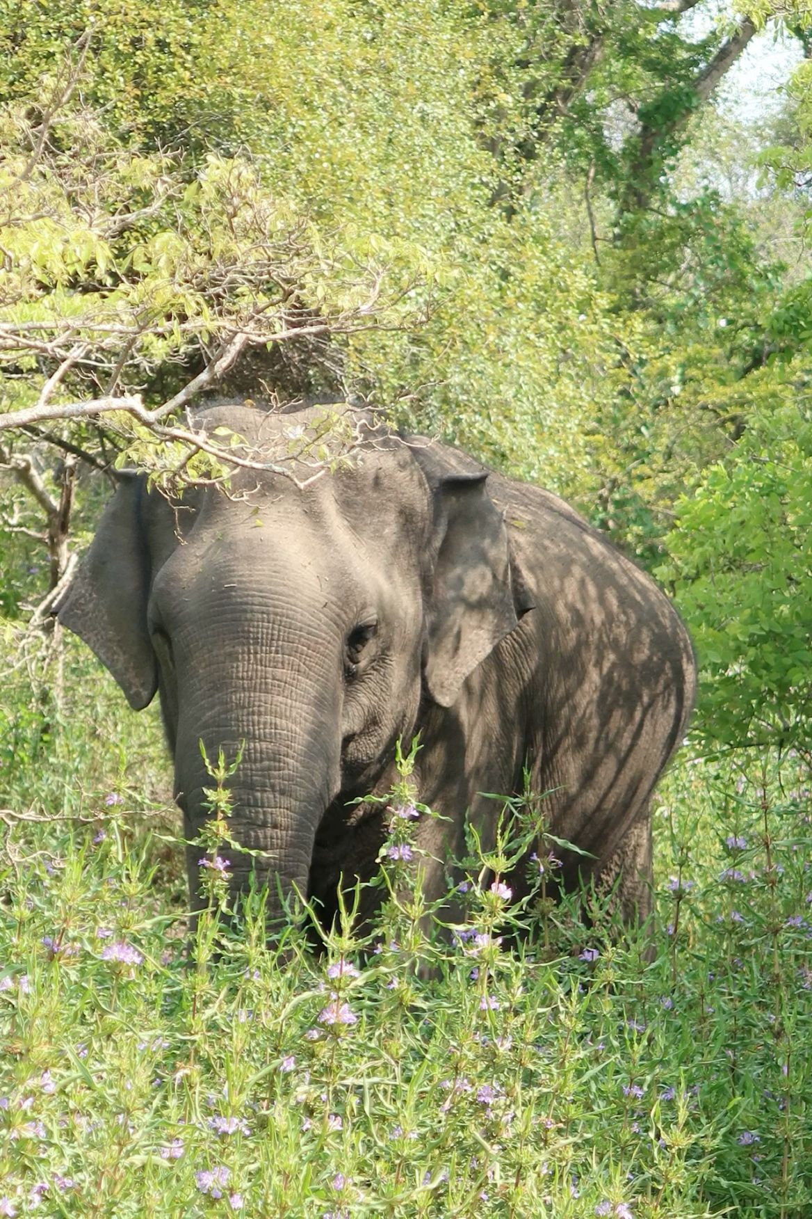 Day 12: Udawalawe – Elephants & Safari Adventure